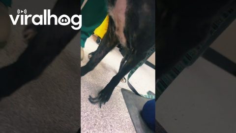 Veterinary Staff Help Dog With Overgrown Nails || ViralHog