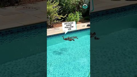 Duck Family Go Swimming || ViralHog
