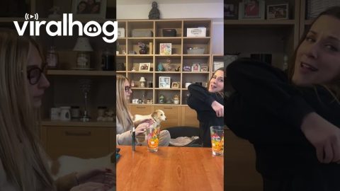 Italian Grandparents Attempt To Read English Apps || ViralHog