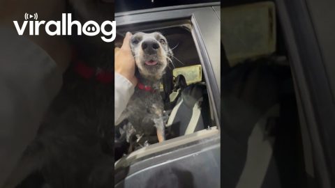 Puppies Steal The Front Seat || ViralHog
