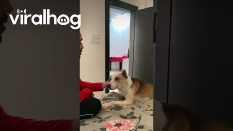 Dog Demands Head Massage || ViralHog