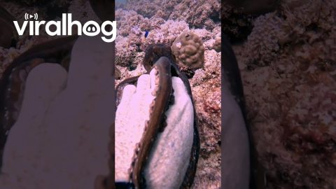 Octopus Grabs Diver's Hand || ViralHog