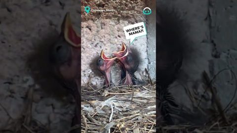 Birds Nest inside Hose || ViralHog