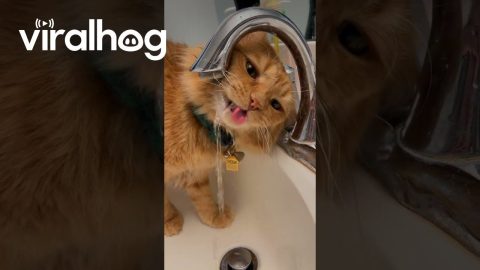 Drinking Water Confuses Orange Cat || ViralHog