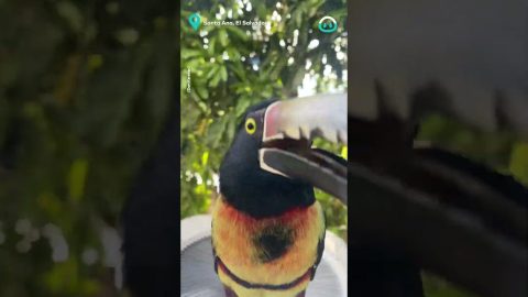 Toucan Attacks Own Reflection || ViralHog