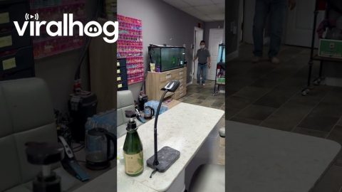 Buck Crashed Into Nail Salon || ViralHog