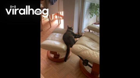 Cat Rests in Crack || ViralHog