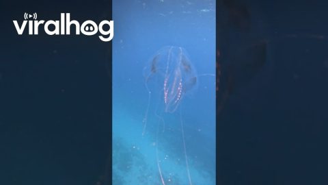 Cool Jellyfish Looks Like Alien Spaceship || ViralHog