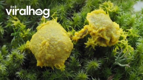 Timelapse Footage of Slime Mold Consuming Mushrooms || ViralHog