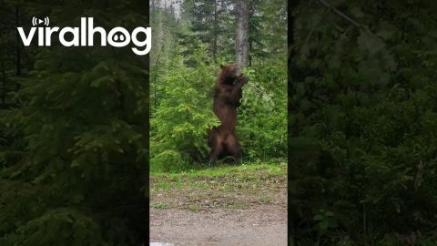 Black Bear Scratches Itch With Tree || ViralHog