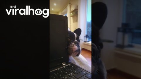 Frenchie Begs For Chip Share || ViralHog