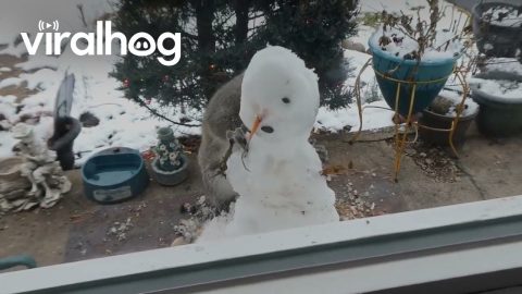 Squirrel Makes Snowman || ViralHog