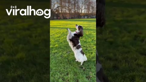 Spaniel Hops And Dances In The Setting Sun || ViralHog