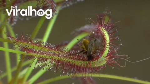 Time Lapse Footage of Drosera Capensis Eating Flies || ViralHog