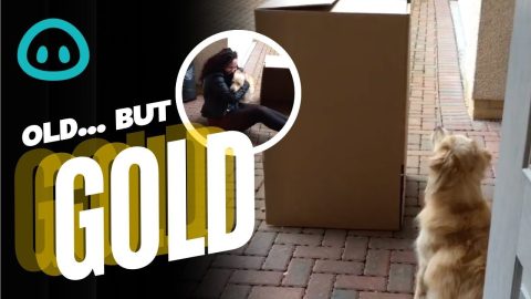 Dog Gets Surprise Delivery || ViralHog