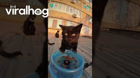 Drone Delivery for Stray Cats || ViralHog