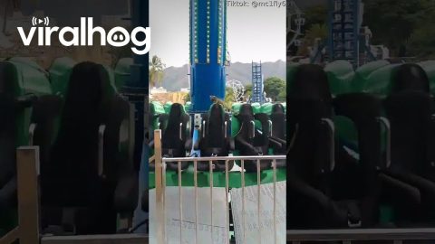 Iguana Tests Out Carnival Ride || ViralHog