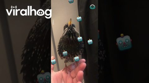 Unbelievable Mimicking Starling || ViralHog