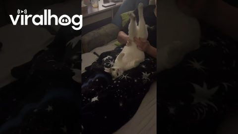 Owner Plays With Cat's Wiggly Legs || ViralHog
