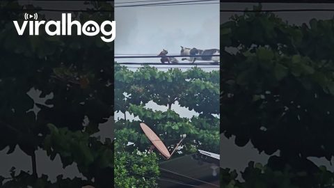 Cat Hunts Squirrel On Cables || ViralHog