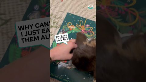 Impatient Bunny is Advent Calendar Fiend || ViralHog