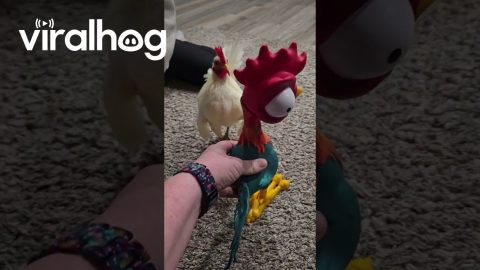 Rooster Confused By Toy Rooster || ViralHog