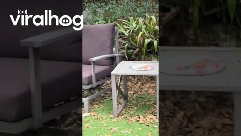 Squirrel Tussles With Wild Owl || ViralHog