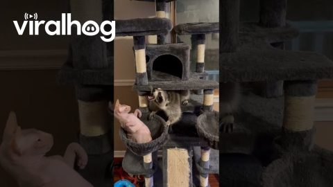Raccoon Upset At Hairless Cat || ViralHog