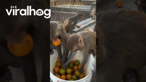 Feeding Oranges to Wild Monkeys || ViralHog