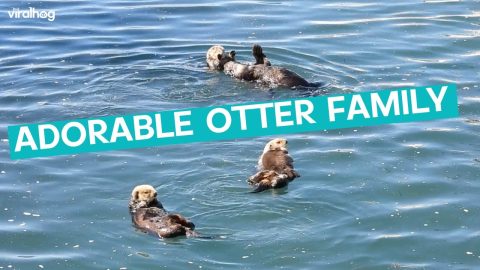Family Of Otters Playing || ViralHog