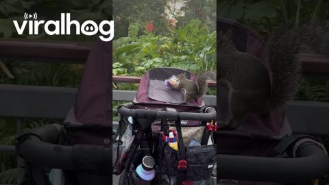 Theft at Walt Disney World! || ViralHog