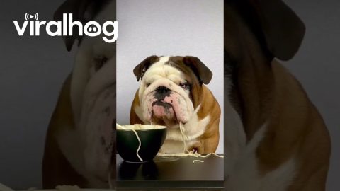 Bulldog Devours Noodles ASMR || ViralHog