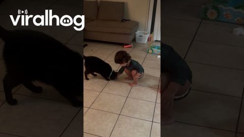 Kiddo Shares Cheese with Cat || ViralHog