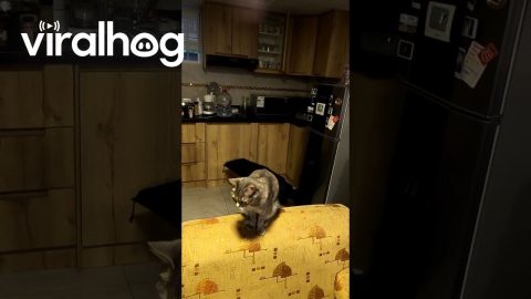 Cat Sings Along To Highway Song || ViralHog
