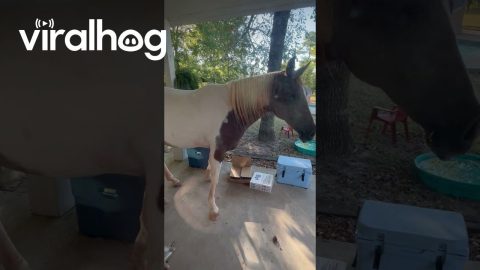 Horse Tries to Tell Her Human It's Dinnertime || ViralHog