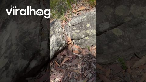 Huge Leech Pulled Off Echidna || ViralHog