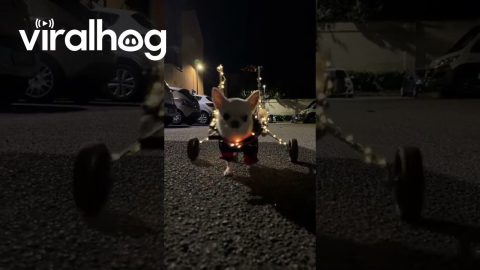 Christmas Chihuahua With Luminous Sleigh || ViralHog