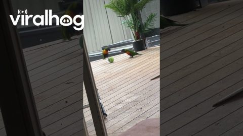 Baby Birds Balance on Ball || ViralHog