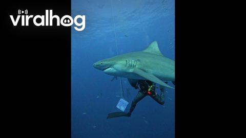 Diver Feeds Bull Shark By Hand || ViralHog