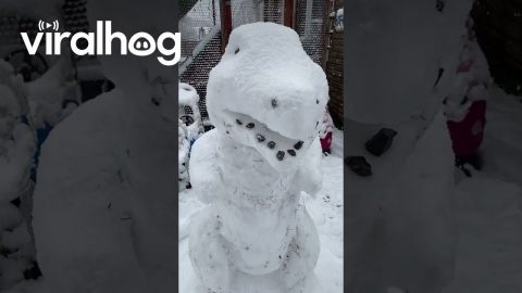 Dinosaur Snowman || ViralHog