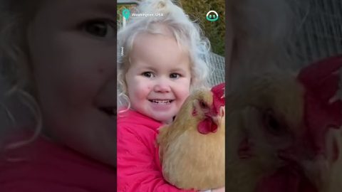 Toddler And Her Chicken Friend || ViralHog