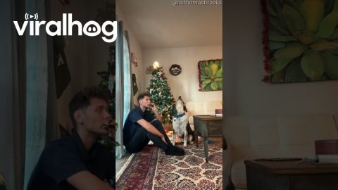 Dog Howls Along With Harmonica || ViralHog