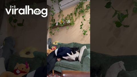 Lovelorned Cat || ViralHog