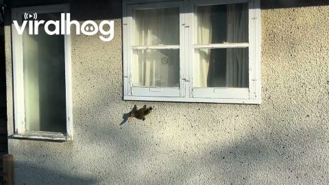 Spider Squirrel Crawls on Wall || ViralHog