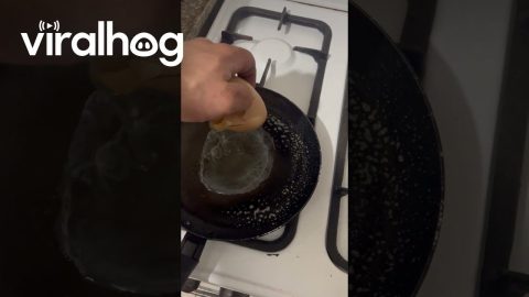 This Egg Contains a Surprise || ViralHog