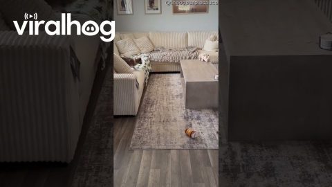 Ferret and Dog Run Around || ViralHog