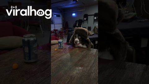When You Are Bored at Home and the Dog Wants to Hang Out With You || ViralHog