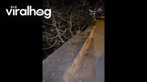Chickens Roost on Tree || ViralHog