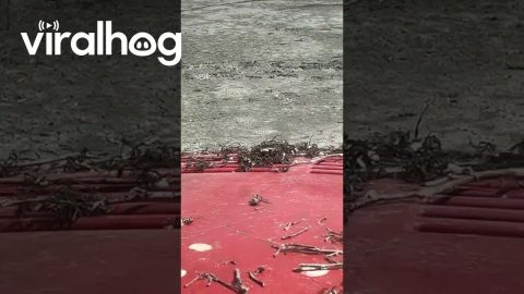 Nightmare Fuel As Spiders Infest Old Tractor || ViralHog