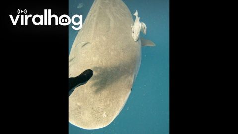 Diver Redirects Approaching Tiger Shark || ViralHog